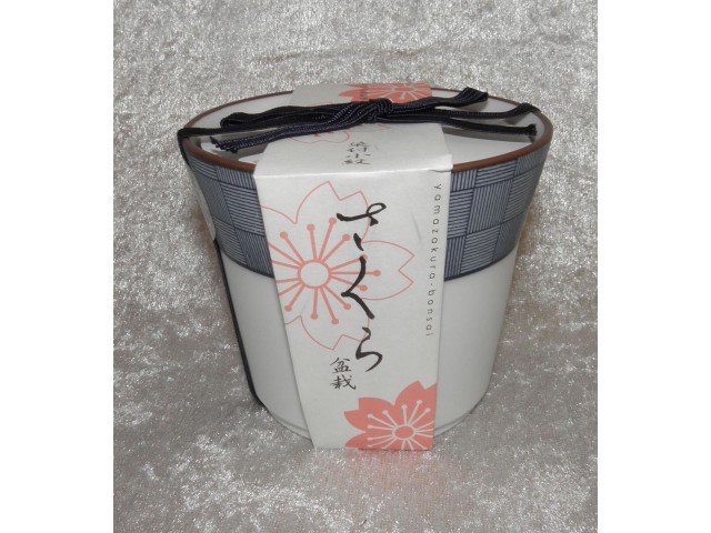 Mini Bonsai i keramikpotte, Kirsebærtræ